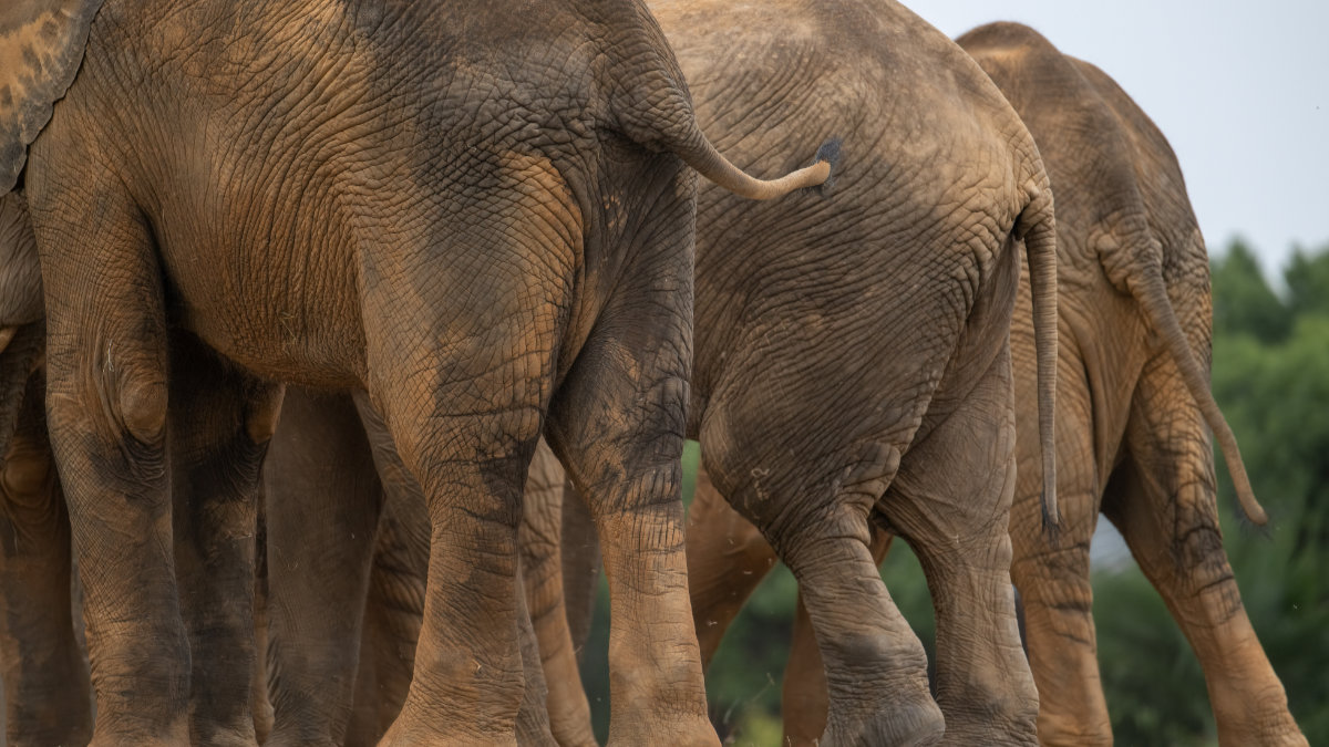 asian elephants ass in closed up