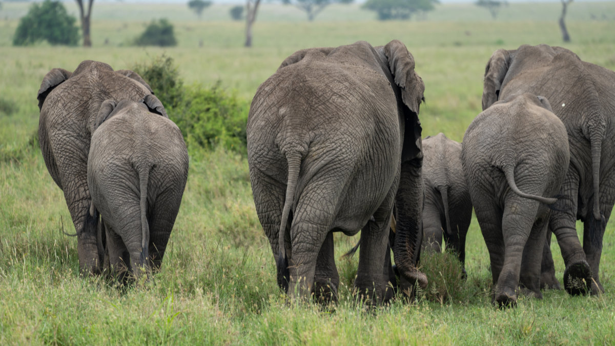 Elephant butts from a herd as they walk away